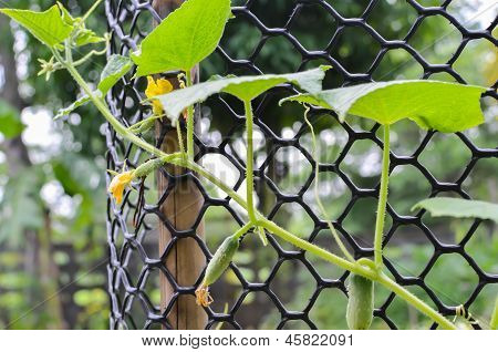 Growing Cucumbers .