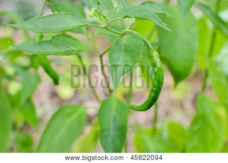 Pepper Plant
