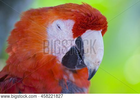 Colorful Mccaw Birds, Florida