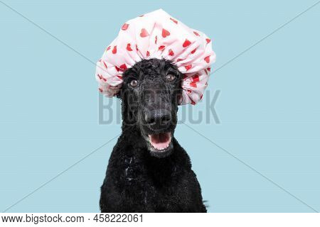 Funny Hapy Poodle Dog Wearing Cap Shower With Hearts. Isolated On Blue Pastel Background