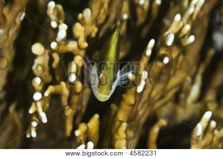 Gyöngyös Hawkfish