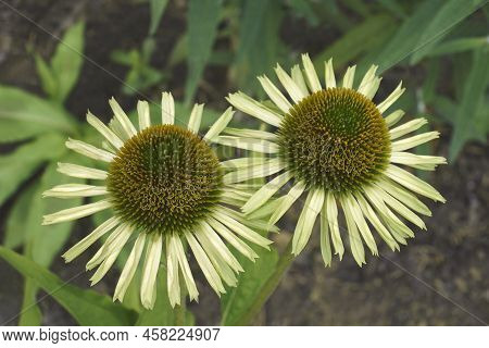 Avalanche Coneflower (echinacea Purpurea 'avalanche'). Called Eastern Purple Coneflower Also