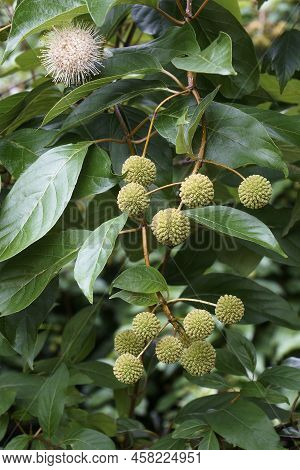 Buttonbush (cephalanthus Occidentalis). Called Button Willow, Buck Bush And Honey Bells Also