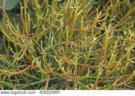 Close-up Image Of Firesticks (euphorbia Tirucalli 'rosea')
