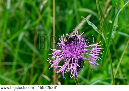 Bumblebee On Purple Thistle In Swedish Nature