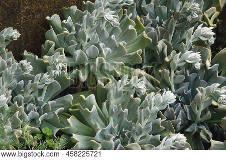 Topsy Turvey Echeveria (echeveria Runyonii 'topsy Turvey')