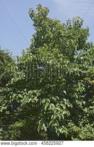 Happy Tree (camptotheca Acuminata). Called Cancer Tree And Tree Of Life Also