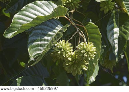 Happy Tree (camptotheca Acuminata). Called Cancer Tree And Tree Of Life Also