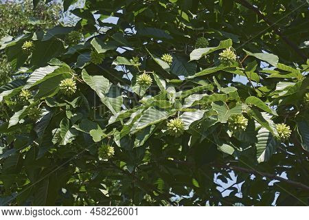 Happy Tree (camptotheca Acuminata). Called Cancer Tree And Tree Of Life Also