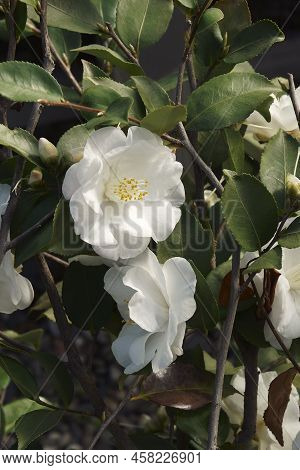 Vernal Breeze Camellia (camellia 'vernal Breeze'). Hybrid Between Camellia Japonica And Camellia Lut