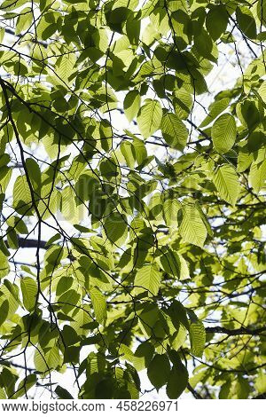 Bigleaf Hornbeam (carpinus Cordata). Called Heartleaf Hornbeam Also