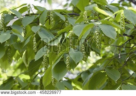 Bigleaf Hornbeam (carpinus Cordata). Called Heartleaf Hornbeam Also