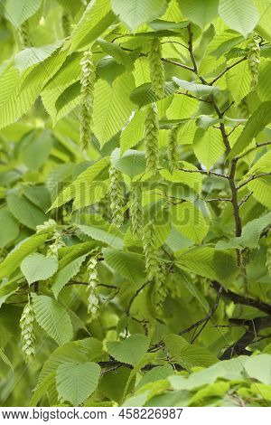 Bigleaf Hornbeam (carpinus Cordata). Called Heartleaf Hornbeam Also