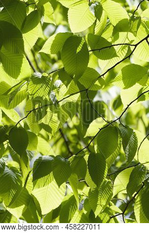 Bigleaf Hornbeam (carpinus Cordata). Called Heartleaf Hornbeam Also