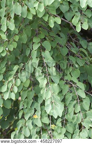 Close-up Image Of Large Leaf Katsura (cercidiphyllum Japonicum)