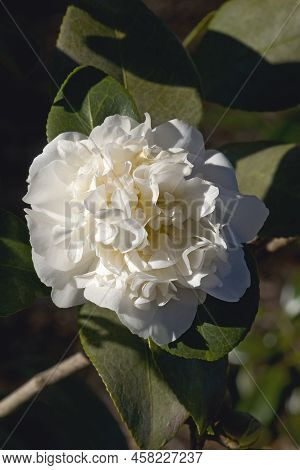 Cream Puff Fragrant Camellia (camellia Japonica 'cream Puff')