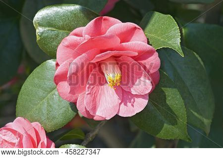 Anacostia Japanese Camellia Flower (camellia Japonica 'anacostia')