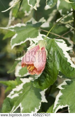 Painted Mallow (abutilon Pictum). Called Red Vein Abutilon, Red Vein Indian Mallow, Redvein Flowerin