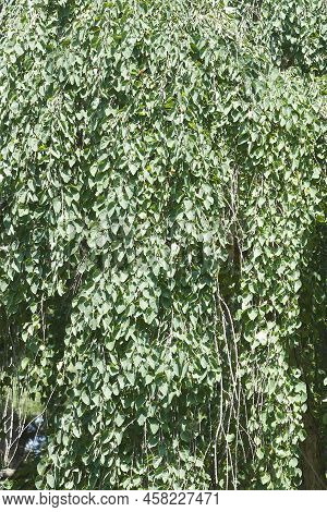 Weeping Katsura Tree Foliage (cercidiphyllum Japonicum 'pendulum')