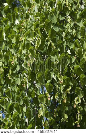 Weeping Katsura Tree Leaves (cercidiphyllum Japonicum 'pendulum')