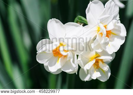White Flowers Of Beautiful Daffodils Erlicheer On A Green Background