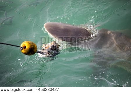 Bronze Shark Emerging From The Deep Waters Of Shark Alley In The Atlantic Ocean And Following The Ho