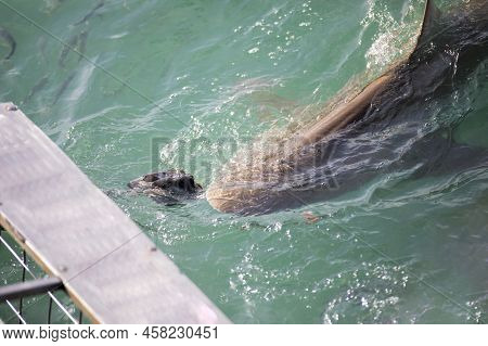 Bronze Shark Approaching The Submerged Cage Of A Shark Watching Boat In Gansbaai In South Africa.