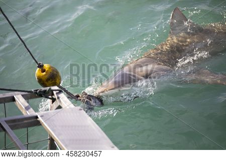 Great Bronze Shark Taking The Bait Of The Hook Thrown To It From The Shark Watching Boat In Gansbaai