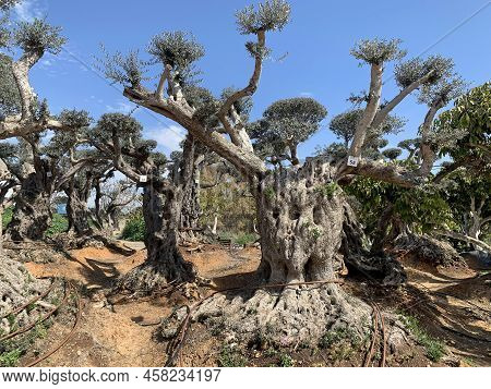 Old Fantastic Bizarre Olive Trees In The Zimrat Moshav In Southern Israel