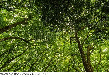 Woods Of Rainha D. Leonor , In Caldas Da Rainha - Portugal, Borders The Parque D. Carlos I And Is Ch