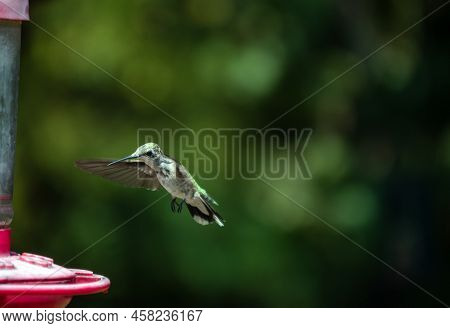 A Hummingbird Flies Toward The Awaiting Nectar Feeder. Wings Are In Motion And Feet Are Ready To Mak