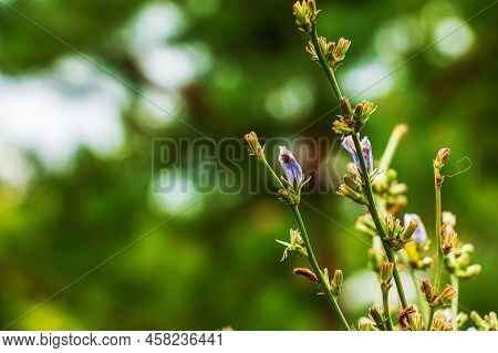 Blooming Chicory, Common Chicory (cichorium Intybus). Honey Plant (nectar And Pollen). Coffee Substi