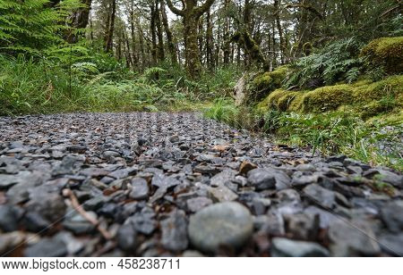 Stone Or Shingle Path Through Luxuriant New Zealand Rainforest In South Island.