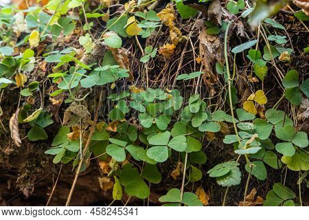 Oxalis Acetosella, Wood Sorrels, Oxalidaceae. Wild Plant Shot In Spring