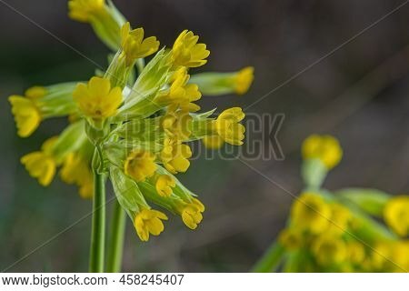 Primula Veris Is A Herbaceous Perennial Flowering Plant In The Primrose Family Primulaceae. The Spec