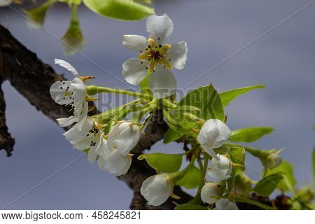 Pear Blossom And Spring Season. Pear Tree In Bloom. Blurred Background. Pear Blossom In Early Spring