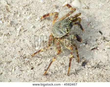 Maldivische krab