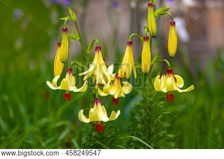 Amaryllis Is The Only Genus In The Subtribe Amaryllidinae