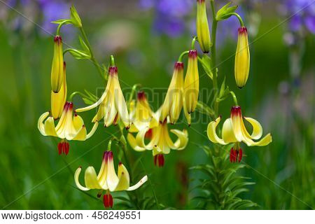 Amaryllis Is The Only Genus In The Subtribe Amaryllidinae