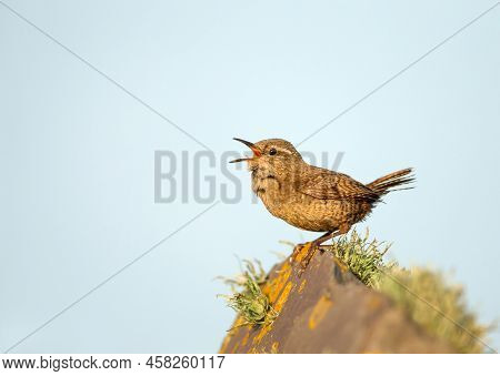 Close Up Of A Shetland Wren (troglodytes Troglodytes Zetlandicus) Calling On A Mossy Rock Against Bl