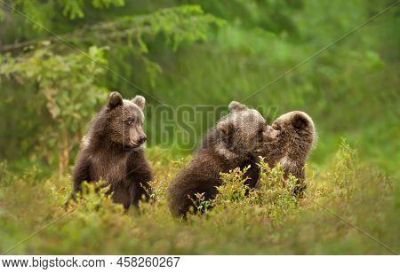 Close Up Of Playful European Brown Bear (ursus Arctos Arctos) Cubs In The Woods Of Finland.