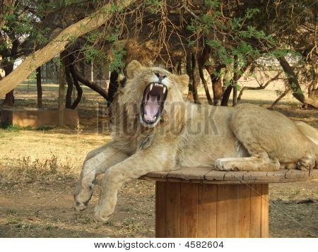 Gapende Lion