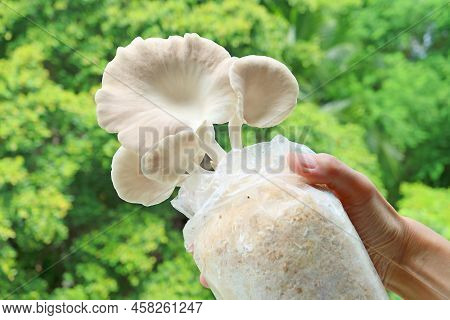 Spawn Bag Of Matured Indian Oyster Mushrooms Grown As Houseplants In Hand
