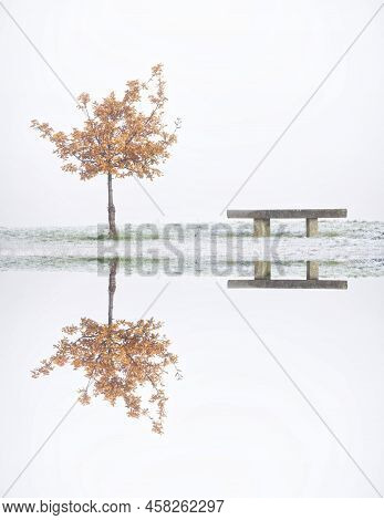 Peaceful Calm Lake Reflection Of Tree And Seat At Loch Lomond