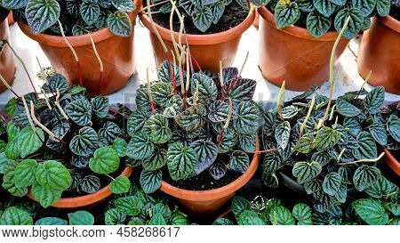 Beautiful Garden Plants Peperomia Caperata Also Known As Green Ripple, Little Fantasy Pepper Etc