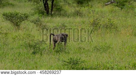 Baboon In The Nature Reserve Hluhluwe National Park South Africa