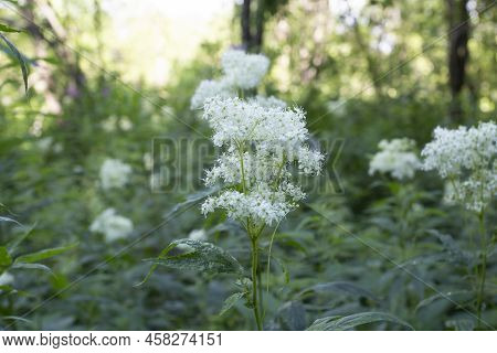 Meadowsweet Grows In The Forest. Flowering Of Meadowsweet In Summer.