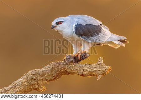 Black-winged Kite (elanus Caeruleus) Bird Of Prey Perched In Tree With Mouse Prey Catch On Bright Ba