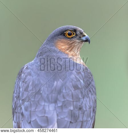 Portrait Of Eurasian Sparrowhawk (accipiter Nisus), Also Known As The Northern Sparrowhawk Or Simply