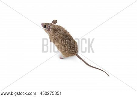 Small Cute Spiny Mouse On White Background